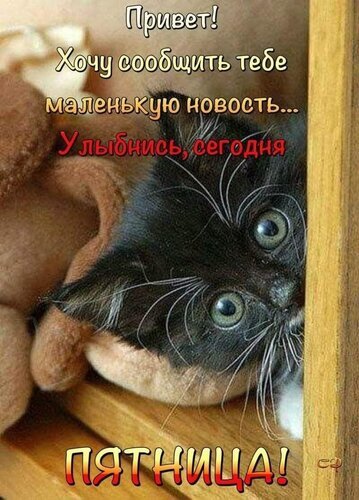 Милый черный котенок с надписью «Привет! Хочу сообщить тебе маленькую новость... Улыбнись, сегодня ПЯТНИЦА!». Позитивная картинка для хорошего настроения. Открытка Привет! Хочу сообщить тебе маленькую новость... Улыбнись, сегодня Пятница! Милая картинка с черным котенком, который выглядывает из-за деревянного края. На изображении расположен позитивный текст на русском языке: «Привет! Хочу сообщить тебе маленькую новость... Улыбнись, сегодня ПЯТНИЦА!»