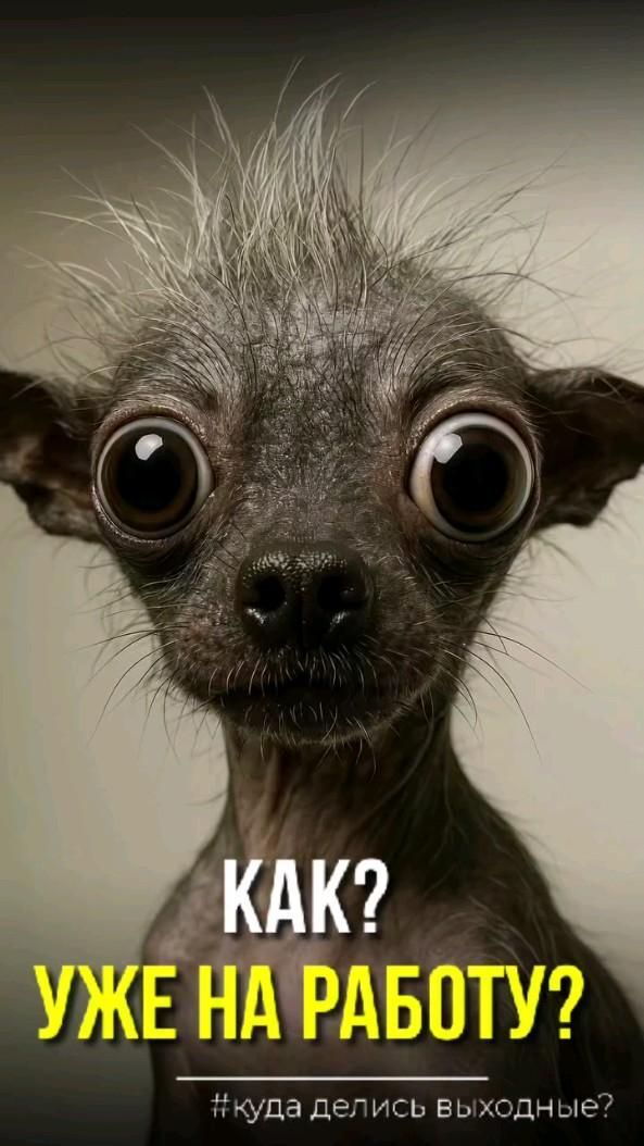 Открытка на понедельник. #мемы #понедельник понедельник a small dog with big eyes and the caption says, kak? yeke ha paaoty?