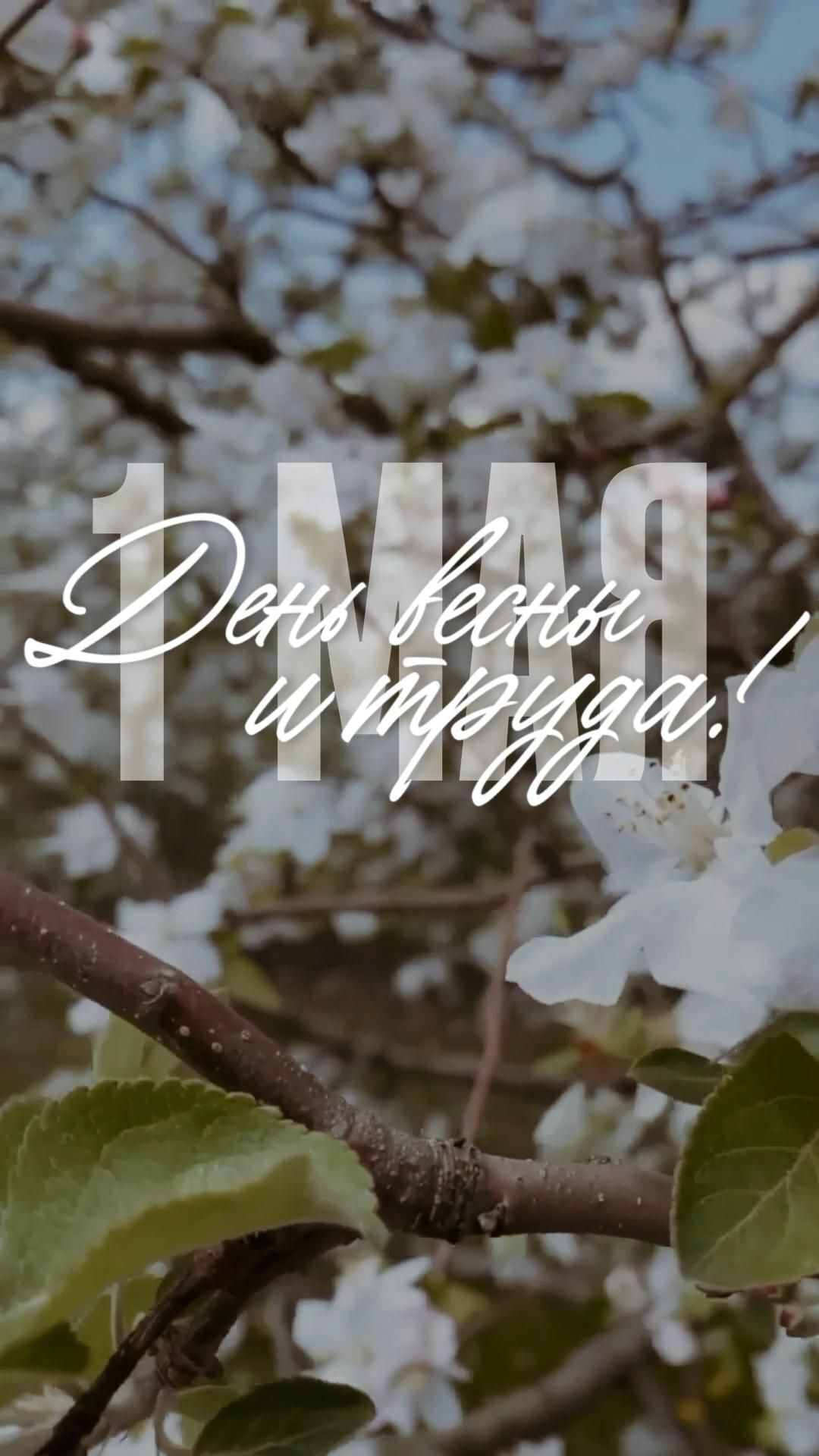 Открытка на 1 Мая. Привет, май there is a tree with white flowers and the words davlein on it