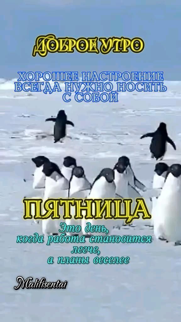 Открытка на пятницу. #доброеутро #пятница доброе утро пятница there are many penguins walking in the snow