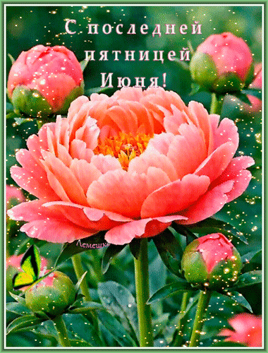 Красивая открытка с розовыми пионами и блестками. Поздравление: «С последней пятницей июня!». Идеально для соцсетей и мессенджеров. Анимированная открытка С последней пятницей июня! Красивое праздничное изображение с пышными розовыми пионами. На картинке крупным планом изображен распустившийся цветок пиона нежного персикового оттенка в окружении бутонов. Изображение украшено сверкающими искрами и магическим эффектом блесток. Сверху наложен поздравительный текст на русском языке: 