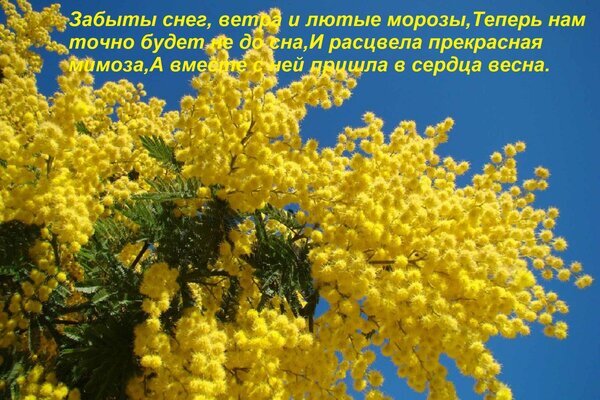 Цветущая желтая мимоза на фоне синего неба с поэтичными строками о весне. Красивая весенняя открытка и вдохновляющее изображение природы. Открытка Забыты снег, ветра и лютые морозы, теперь нам точно будет не до сна, и расцвела прекрасная мимоза. Красочное изображение цветущей мимозы на фоне ярко-синего чистого неба. На картинке крупным планом запечатлены пышные желтые соцветия мимозы, символизирующие весну, тепло и обновление. В верхней части изображения наложен поэтичный текст на русском языке о приходе весны в сердце и окончании зимних холодов