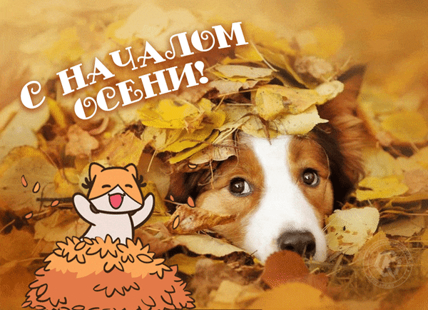 Милая осенняя открытка: очаровательный корги в желтых листьях и надпись «С началом осени!». Идеально для поздравлений и осеннего настроения. Анимированная открытка С началом осени! Милая и уютная осенняя открытка с изображением очаровательного корги, спрятавшегося в золотистой листве. На картинке также присутствует забавный рисованный персонаж и поздравительная надпись на русском языке «С началом осени!». Идеальное изображение для создания осеннего настроения, передачи тепла и уюта в социальных сетях или мессенджерах