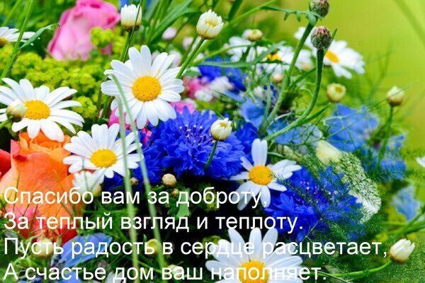 Поздравительная открытка с полевыми цветами (ромашки и васильки) и душевными пожеланиями добра, тепла и счастья на русском языке. Открытка Спасибо вам за доброту, за теплый взгляд и теплоту. Пусть радость в сердце расцветает, а счастье... Красивое и вдохновляющее изображение с букетом полевых цветов: белых ромашек и ярких синих васильков на фоне весенней зелени. На картинке наложен трогательный текст на русском языке с пожеланиями доброты, тепла и счастья. Идеально подходит для использования в качестве поздравительной открытки, душевного сообщения в социальных сетях или статуса для выражения признательности и любви