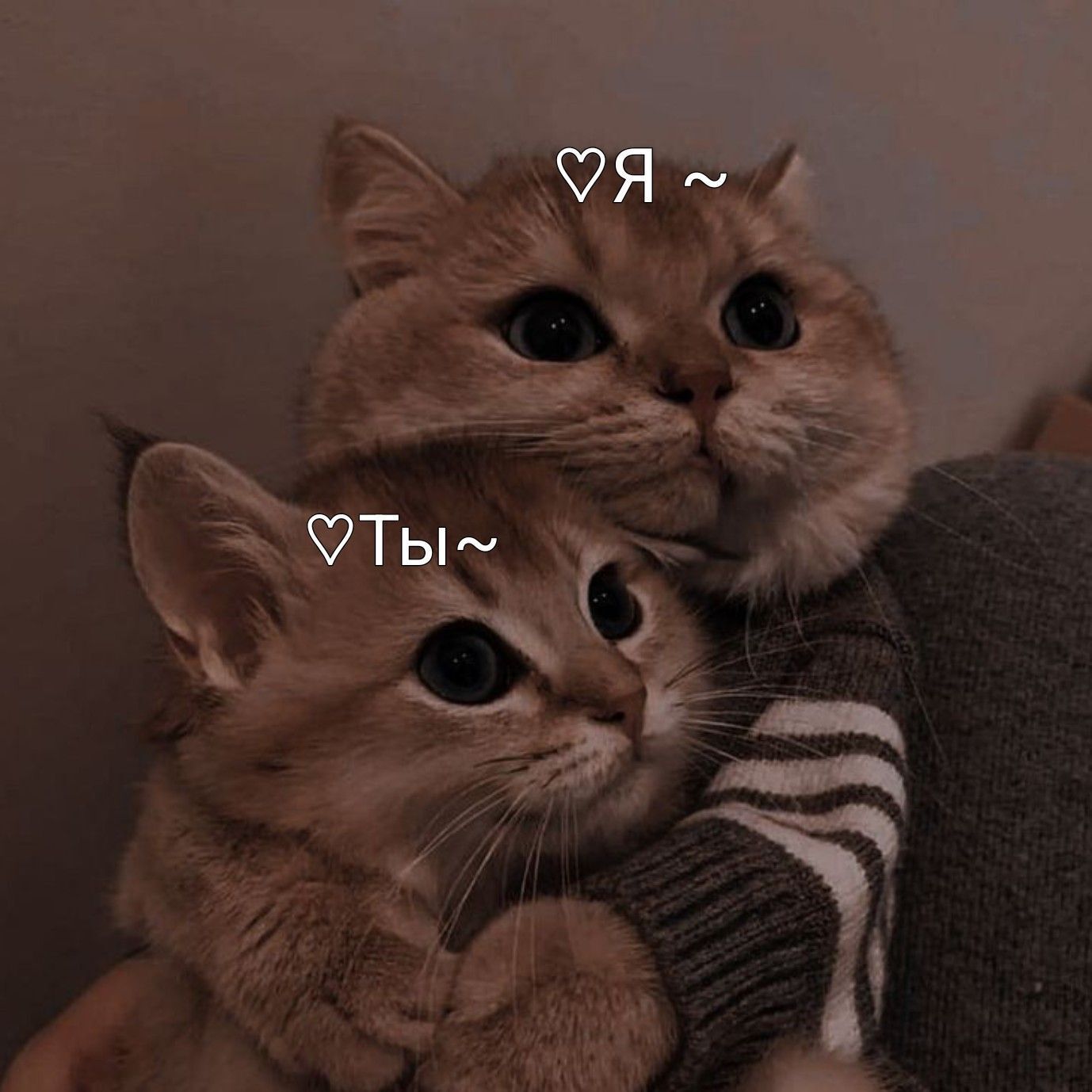 Открытка люблю тебя. Милашки мы с тобой #цитатыолюбви #любовь #мудрыецитаты #вдохновляющиецитаты #цитаты #мысли #цитатыожизни #цитатыоуспехе #цитатыосчастье #цитатыорадости #цитатыогармонии #цитатыоразвитии Милашки мы с тобой two kittens cuddle together on the arm of a person wearing a striped sweater