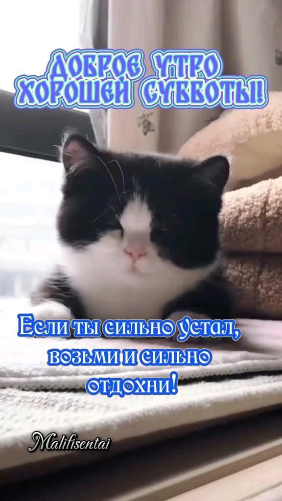 Открытка на субботу. #доброеутро #суббота доброе утро суббота. Котик лежит.