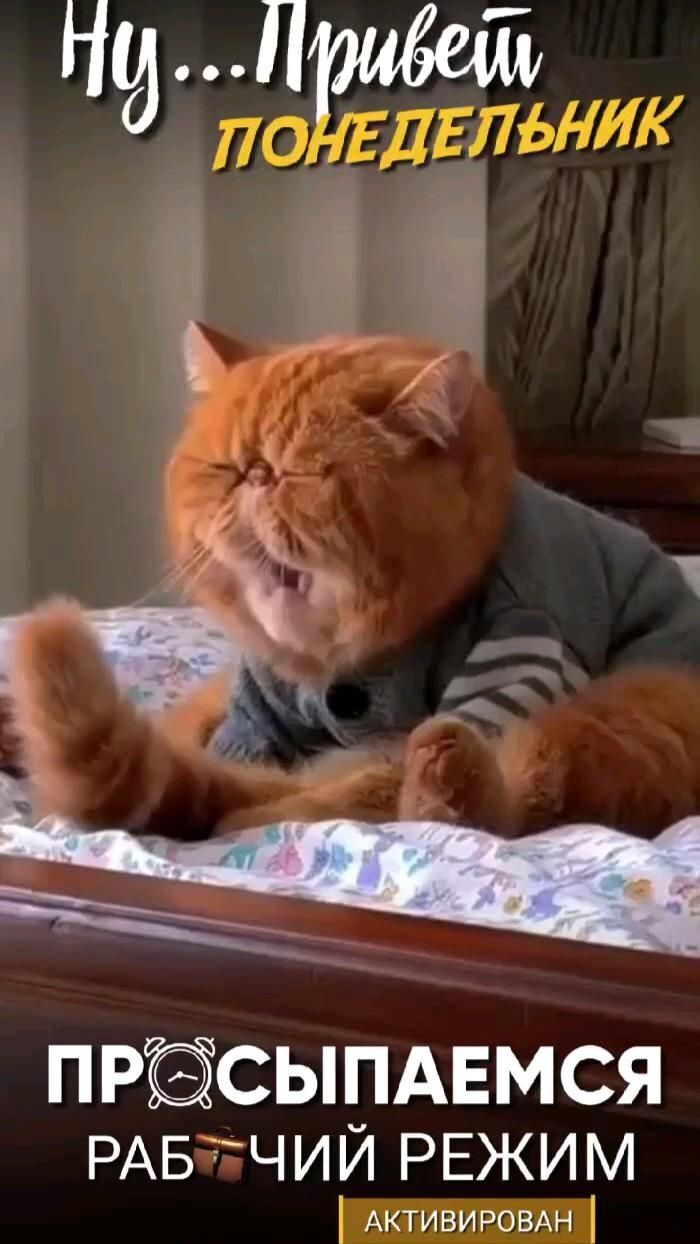 Открытка на понедельник. #понедельник #кот понедельник an orange cat laying on top of a bed