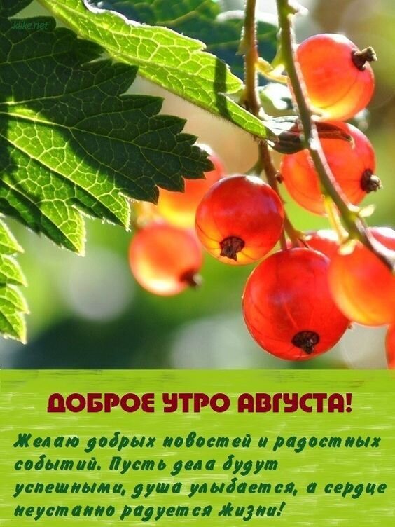 Пожелание доброго утра в августе с изображением сочной красной смородины. Красивая картинка с добрыми словами для хорошего настроения и радостных событий. Открытка Доброго августовского утра! Красивое и вдохновляющее изображение спелой красной смородины на ветке под солнечными лучами. На картинке размещена поздравительная надпись на русском языке: 