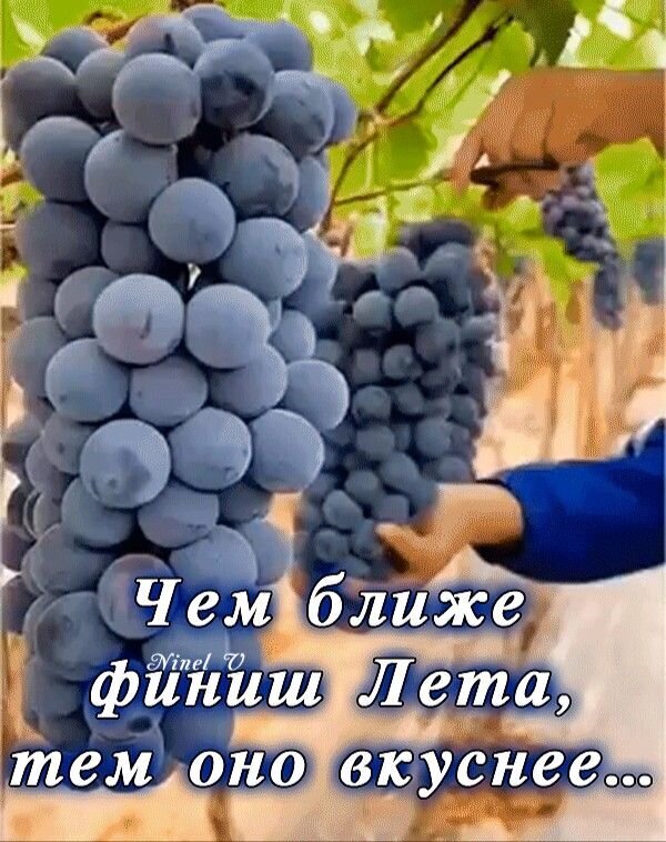 Спелые гроздья темного винограда на ветке с цитатой о вкусе конца лета. Изображение урожая, виноделия и сезонных фруктов. Открытка Чем ближе финиш лета На изображении крупным планом запечатлены гроздья спелого темного винограда, созревающего на винограднике под солнечными лучами. Рука человека бережно касается плодов, подчеркивая процесс сбора урожая. Текст на картинке на русском языке гласит: «Чем ближе финиш Лета, тем оно вкуснее...», что создает атмосферу конца сезона, изобилия и натурального вкуса сезонных фруктов