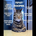 186 открыток  ОТКРЫТКИ И КАРТИНКИ ПРО КОШЕК