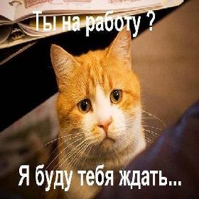 Открытки и картинки про кошек.