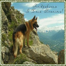 День кинолога. 21 июня.