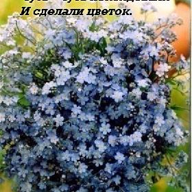 Должно быть, оторвали От неба лоскуток, Чуть-чуть поколдовали И сделали цветок.