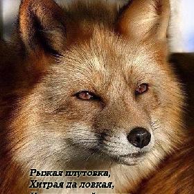 Рыжая плутовка, Хитрая да ловкая, К нам в сарай попала, Кур пересчитала.