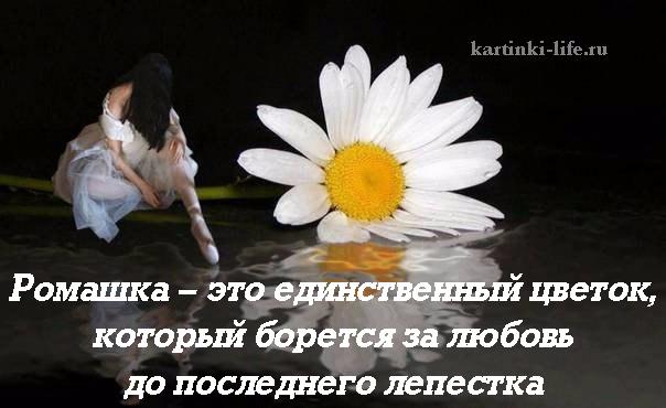 Говорят кто любит ромашки у того добрая душа картинки
