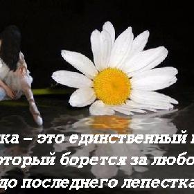 Ромашка – это единственный цветок, который борется за любовь до последнего лепестка