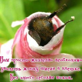 Вам просто жизненно необходимо увидеть жопку шмеля в цветке. Без этого сегодня никак.