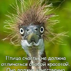 Птица счастья не должна отличаться особой красотой. Она должна качественно отпугивать неприятности.